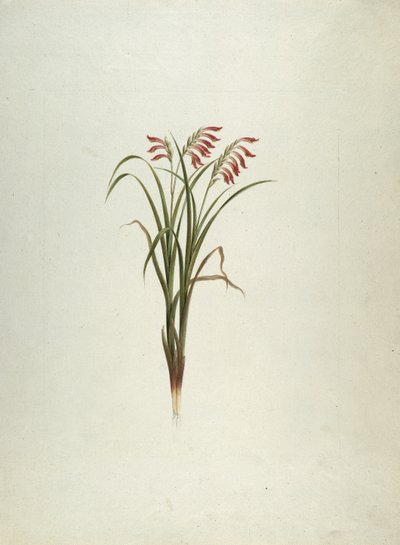 Unidentified Plant with Flowers by Luigi Balugani